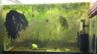 Scuds Daphnia Cherry Shrimp Copepods My aquatic food culture [upl. by Magulac]