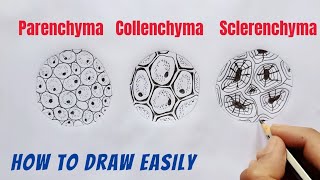 How to Draw Parenchyma Collenchyma and Sclerenchyma [upl. by Oileduab254]