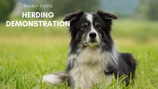 Border Collie Herding Demonstration [upl. by Jat]