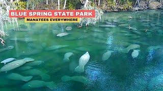 Blue Spring Florida Manatees State Park [upl. by Vihs]