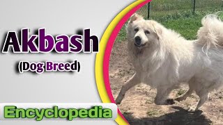 Akbash Dog Breed  Encyclopedia [upl. by Capps766]