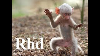 Baboons Peaceful Primates  Nature 2018 HD Documentary [upl. by Aidnyl]