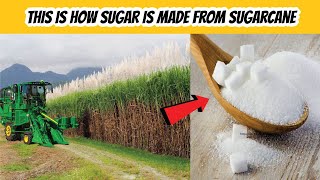 How Sugar Is Made From Sugarcane  How Its Made Sugar  Sugar Production Method From Sugar Cane [upl. by Odranar]