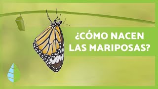 El Efecto Mariposa la mejor escena [upl. by Ikkaj563]