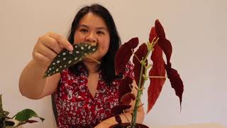 How to propagate Begonia Maculata [upl. by Levitt]