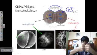 Developmental biology lecture  embryo development [upl. by Anuayek537]