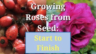 Grow Roses from Seed Start to Finish [upl. by Alecia]