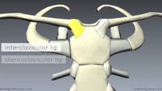 Sternoclavicular Joint  3D Anatomy Tutorial [upl. by Chemush]