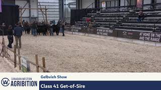 CWA 2024  Gelbvieh Show Broadcast  Regina SK [upl. by Esirrehc]