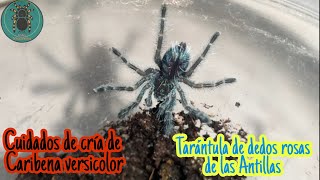 Cuidados de cría de tarántula Caribena versicolor  México exótico [upl. by Ahseket]