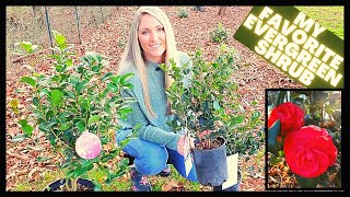 How To Grow Camellias  Camellia Japonica vs Sasanqua [upl. by Amye]