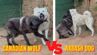 Canadian Wolf vs Akbash Dog [upl. by Lapham]