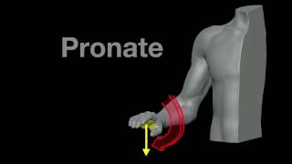 Arm Muscles 21 Pronation and Supination [upl. by Antonietta]