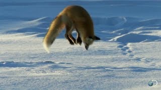 Fox Dives Headfirst Into Snow  North America [upl. by Ervin]