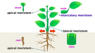 Types of Plant Cells [upl. by Drolet]