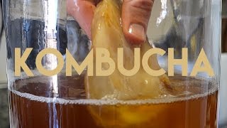 Beginners Guide To Fermentation Kombucha Making [upl. by Yemrej555]