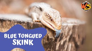 Scales and Surprises Unveiling the Secrets of BlueTongued Skinks [upl. by Lenhart]