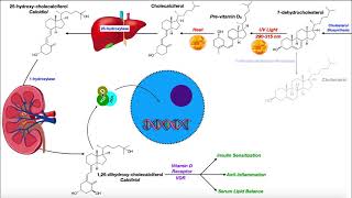 Vitamin D  Biosynthesis amp the Vitamin D Receptor [upl. by Lacy441]