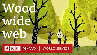 How trees secretly talk to each other  BBC World Service [upl. by Akino80]