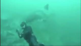 Diver lucky to escape great white shark attack [upl. by Aicnilav215]