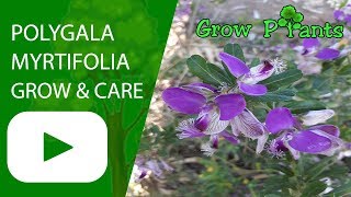 Polygala myrtifolia  grow and care [upl. by Moorefield]