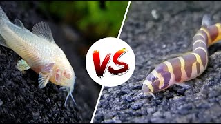 Cory Catfish vs Loaches – Which is Better [upl. by Willmert536]