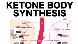 Ketone Body Synthesis [upl. by Naitsirt]