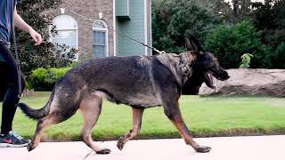 Analysis of 3 Dogs Gaits – Walk Trot Transverse Gallop [upl. by Oirrad647]