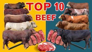 Top 10 Cattle Beef Breeds  Highest Average Daily Gain the World from Weaning to Yearling Age [upl. by Ailssa]