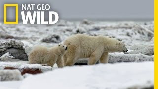 The Life of a Polar Bear Cub  Destination WILD [upl. by Spanos]