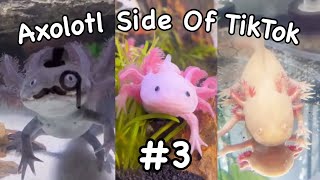 Axolotl Side Of TikTok 3 [upl. by Aibara]