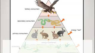 Producers Consumers Decomposers [upl. by Pattani83]