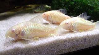 Breeding Cory Catfish A HOW TO VIDEO [upl. by Rooney]