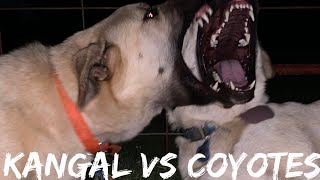 LGD Kangal vs Coyotes [upl. by Ybok]