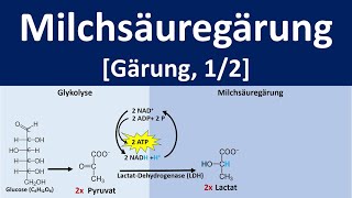 Milchsäuregärung  Gärung anaerobe Stoffwechselprozesse 12  Biologie Oberstufe [upl. by Towney]