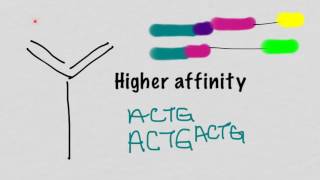 Somatic Hypermutation And Affinity Maturation [upl. by Rama274]