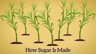 How Cane Sugar Is Made [upl. by Ynnep]