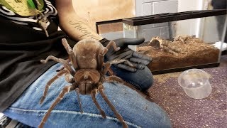 DANGER HANDLING THE LARGEST SPIDER IN THE WORLD  BRIAN BARCZYK [upl. by Ajnotal]