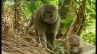 Baboons vs chimpanzees  BBC wildlife [upl. by Juni]