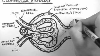 Renal Anatomy 3  Glomerular Histology [upl. by Alvy]