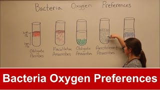 Bacteria Oxygen Requirements [upl. by Lontson]