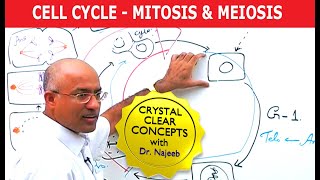 Cell Cycle and Genes  Mitosis amp Meiosis [upl. by Palecek]