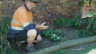 How to Grow Rock Melons DIY Do It Yourself [upl. by Anitnelav]