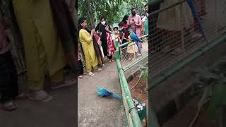 Birds Aviary at Kandlakoya Oxygen park Hyd [upl. by Rekrap537]