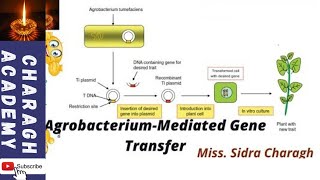 Plant Transformation Using Agrobacterium tumefaciens ✍✍ [upl. by Nehtan]