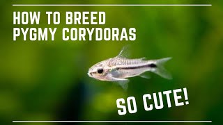 How to Breed Pygmy Corydoras  Super Cute Catfish [upl. by Uahsoj]