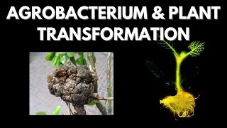 Agrobacterium mediated Plant Transformation  Plant Biotechnology [upl. by Stiruc491]