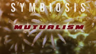 Symbiosis Mutualism [upl. by Gratia475]