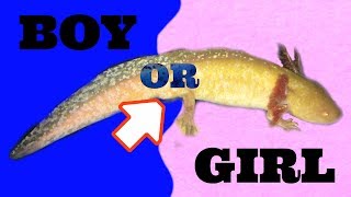 How To Tell An Axolotls Gender [upl. by Nairdad]