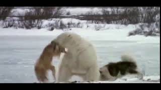 Polar Bear destroying Husky dog [upl. by Nirrol]